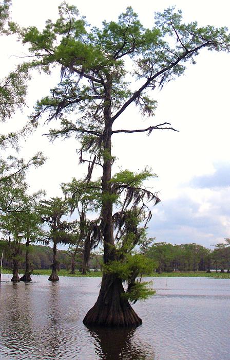 https://images.fineartamerica.com/images-medium-5/-tall-cypress-tree-donna-wilson.jpg