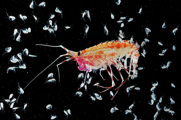 Amphipod desiderare Crustacean 11