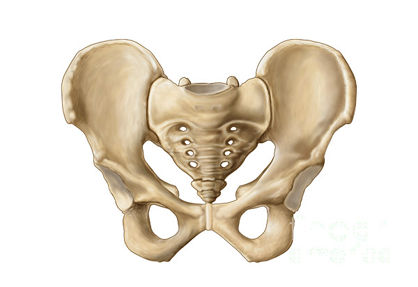 Anatomy Of Human Pelvic Bone Greeting Card for Sale by Stocktrek Images