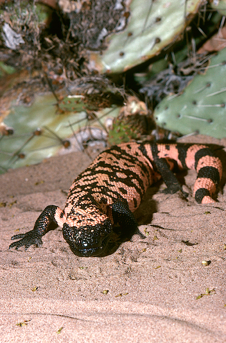 banded gila monster