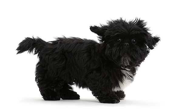 Shih tzu hot sale terrier black