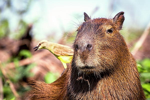 best webdrive for rails rspec capybara