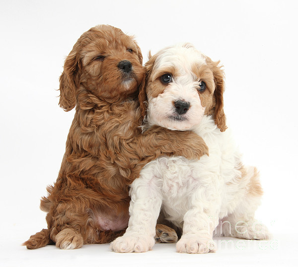 Cavapoo Dog - Jigsaw Puzzle