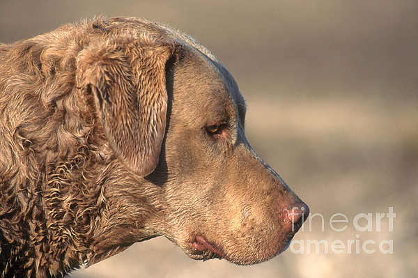 chesapeake bay retriever puzzle