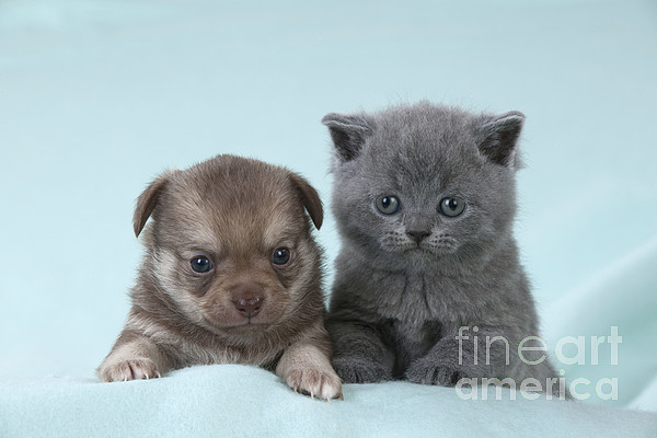 https://images.fineartamerica.com/images-medium-5/1-chihuahua-puppy-and-british-shorthair-john-daniels.jpg