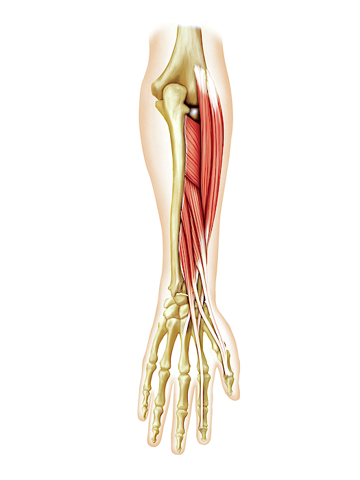 Deep Muscles Of Forearm #1 Greeting Card by Asklepios Medical Atlas