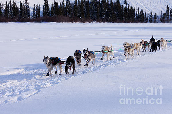 https://images.fineartamerica.com/images-medium-5/1-dogsled-team-of-siberian-huskies-out-mushing-stephan-pietzko.jpg