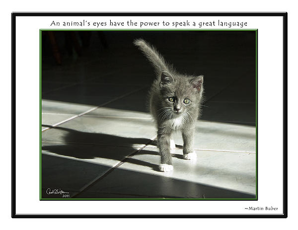 Animal Photographs