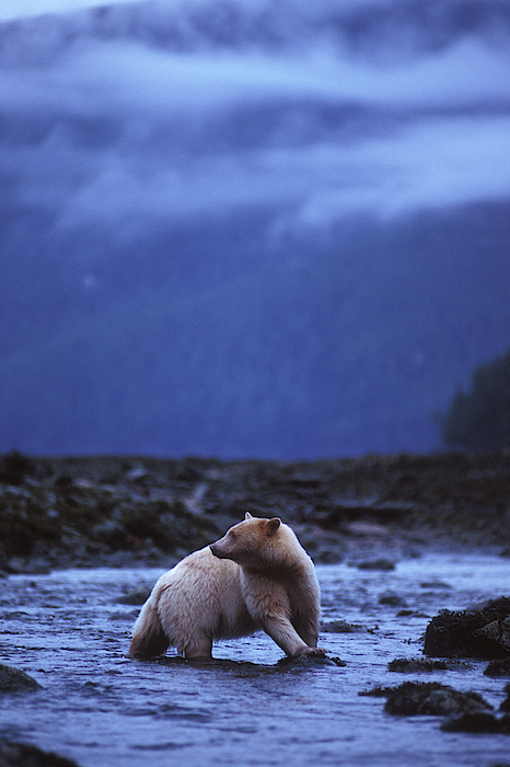 https://images.fineartamerica.com/images-medium-5/1-female-black-bear-along-the-british-steven-j-kazlowski--ghg.jpg