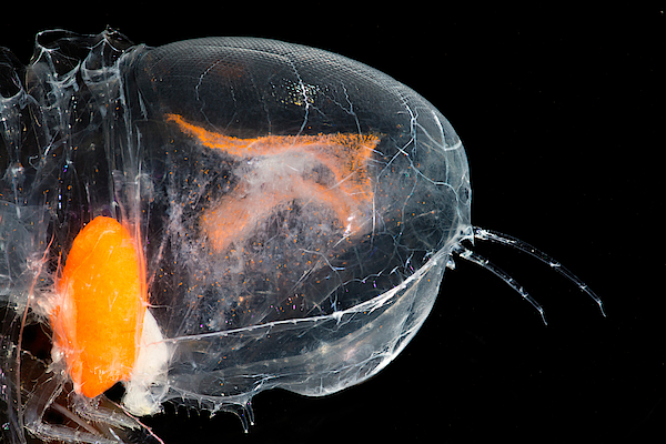 A scientist from Oregon found this sea creature called Cystisoma : r ...