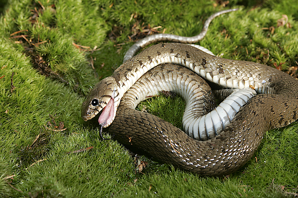 Snake playing dead Stock Photos and Images