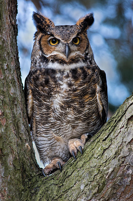 Dale Kincaid - Great Horned Owl