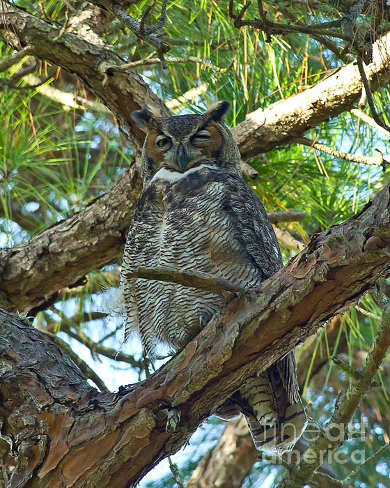 Stephen Whalen - Great Horned Owl