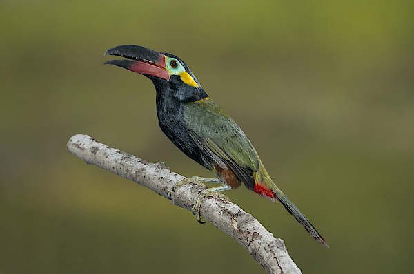 Guyana Toucanet Coffee Mug For Sale By Anthony Mercieca