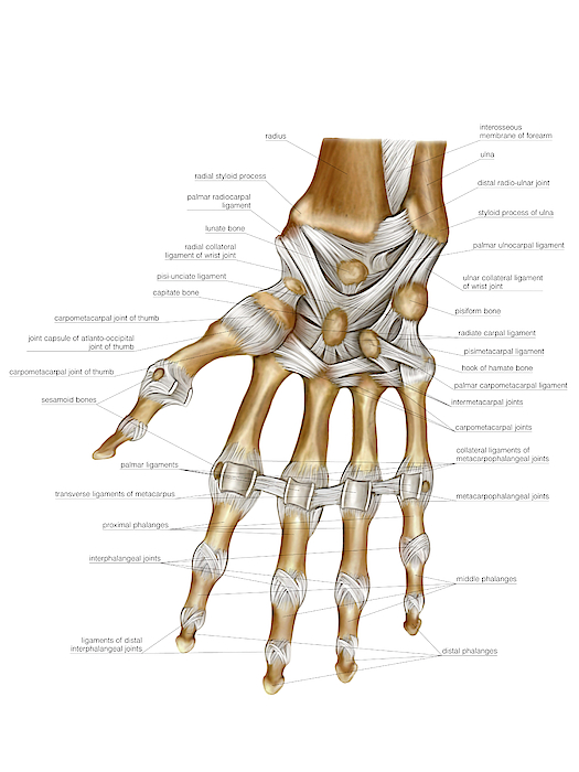 Hand Joints Greeting Card for Sale by Asklepios Medical Atlas