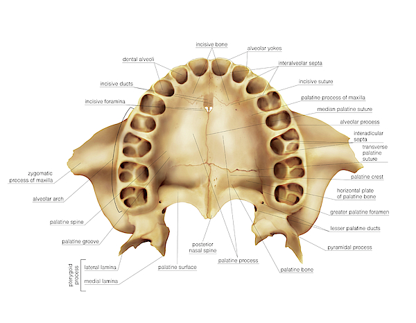 Parietal Bone By Asklepios Medical Atlas Anatomy Imag 8072