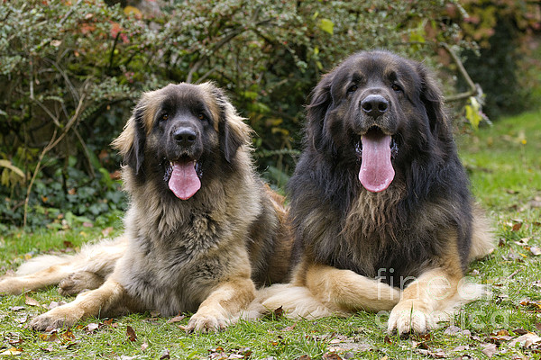 15 oz. Leonberger Dishwasher Safe Microwavable Ceramic Coffee Mug