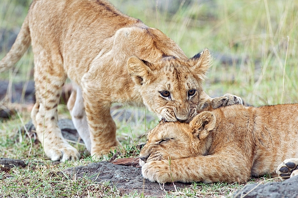 Lions cubs play fighting stock photo - OFFSET