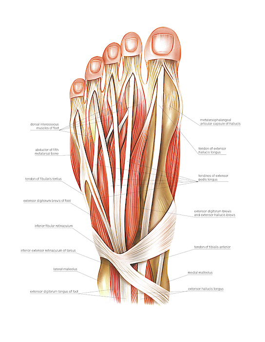 Muscles Of The Foot Greeting Card for Sale by Asklepios Medical Atlas