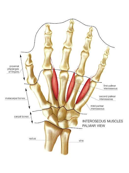 Muscles Of The Hand Greeting Card for Sale by Asklepios Medical Atlas