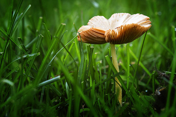 Jar of Sliced Mushrooms Photograph by Donald Erickson - Fine Art