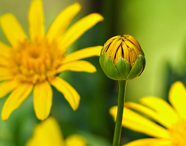 Daisy Photographs