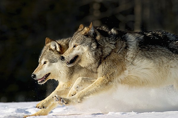 Pack Of Grey Wolves Running Through Shower Curtain for Sale by John Hyde