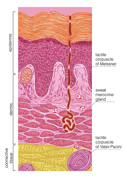 Palmar And Plantar Skin Greeting Card for Sale by Asklepios Medical Atlas