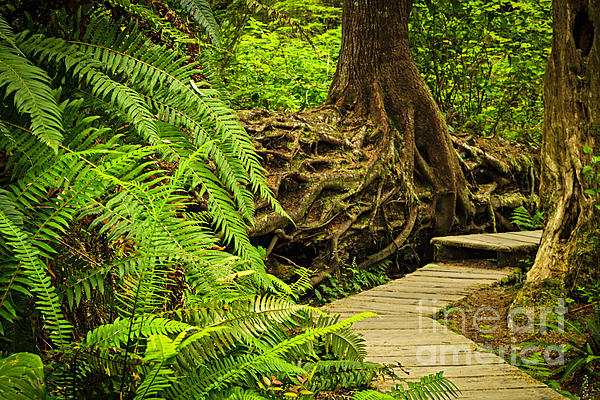 Path in temperate rainforest 6 Jigsaw Puzzle