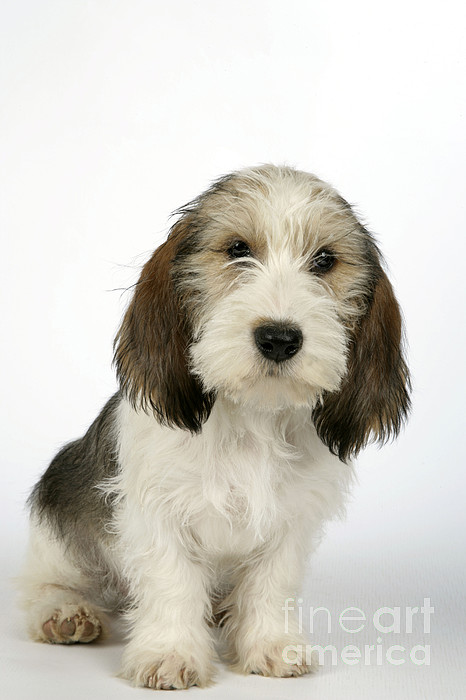 Petit best sale basset griffon