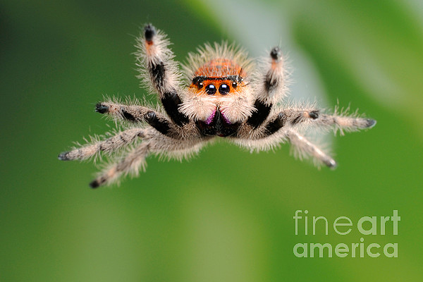 Regal Jumping Spider