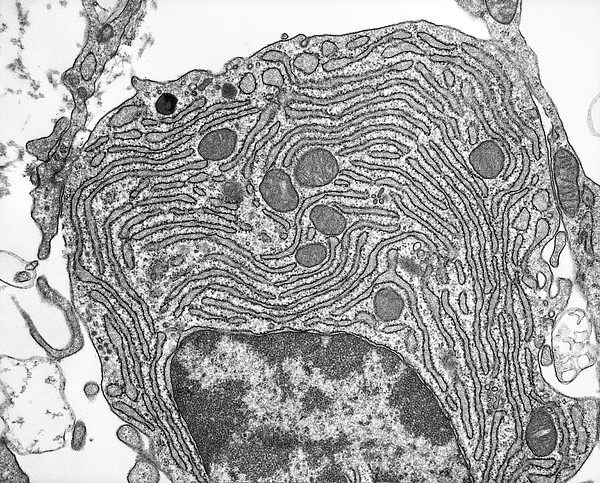 Rough Endoplasmic Reticulum, Tem by Science Photo Library