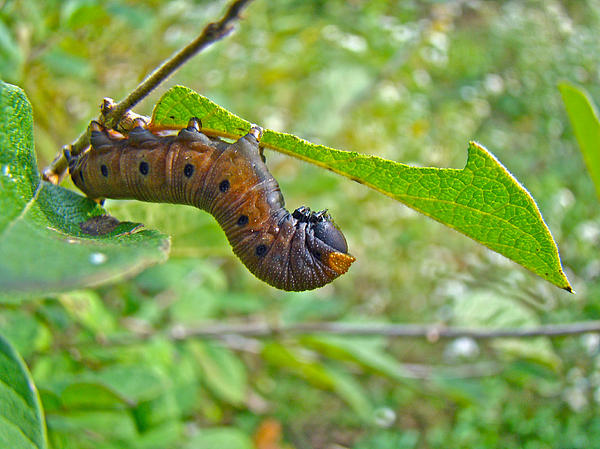 Carol Senske - Snowberry Clearwing Hawk Moth Caterpillar - Hemaris diffinis