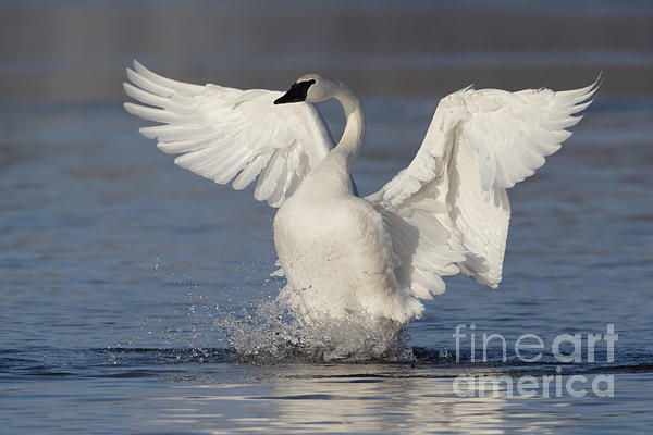 SWAN WITH orders WINGS SPREAD Gloss