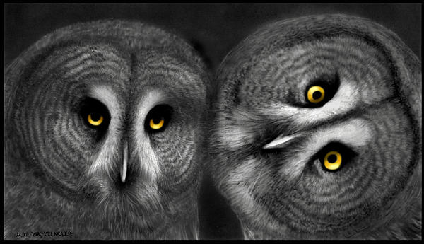 Miki Krenelka - Two Owls Looking