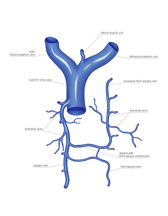 Venous System Of The Thorax #1 Greeting Card by Asklepios Medical Atlas