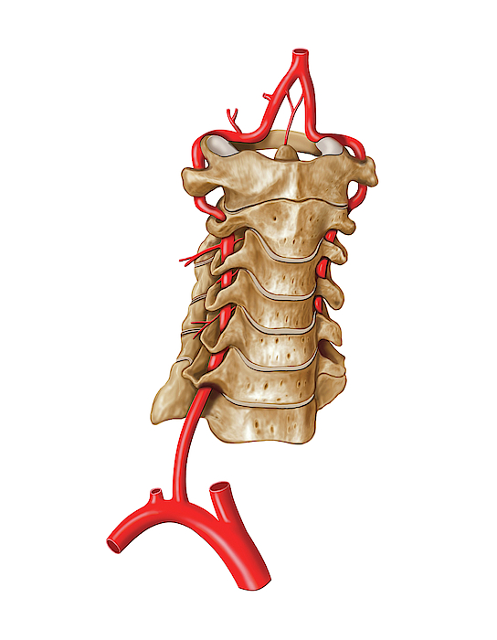 Vertebral Artery Greeting Card for Sale by Asklepios Medical Atlas