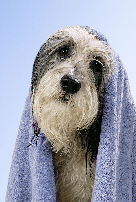 Wet clearance dog towel