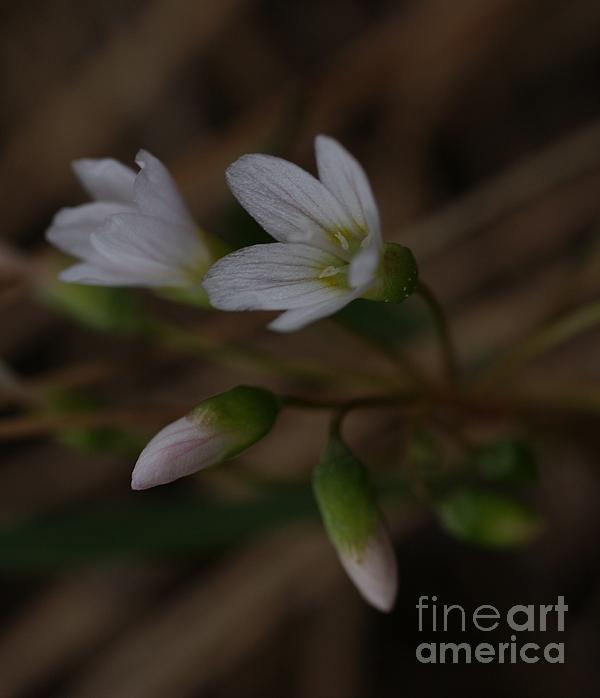 Flower Art