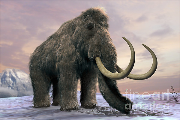 Woolly mammoth blanket hot sale