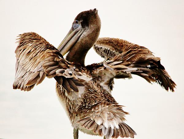 Pelican Wings Coffee Mug by Paulette Thomas - Pixels