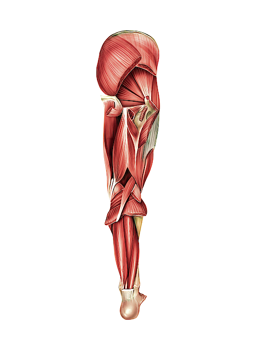 Muscles Of The Thigh Greeting Card By Asklepios Medical Atlas My Xxx Hot Girl 2421
