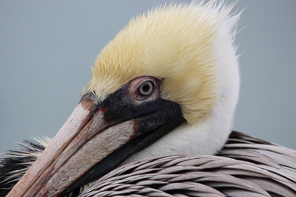 Pelican Wings Coffee Mug by Paulette Thomas - Pixels