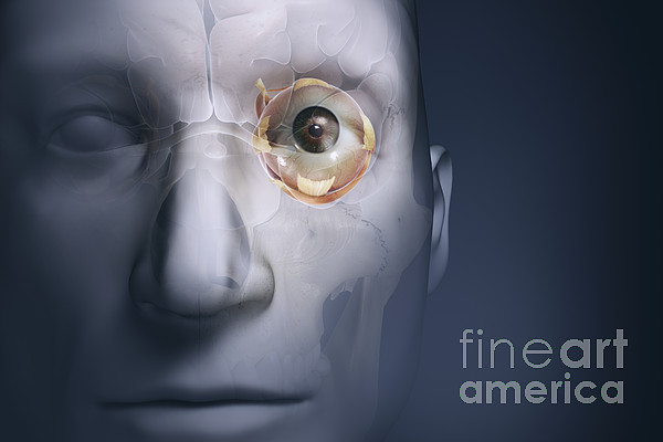 Eye Anatomy iPhone Case by Science Picture Co - Fine Art America