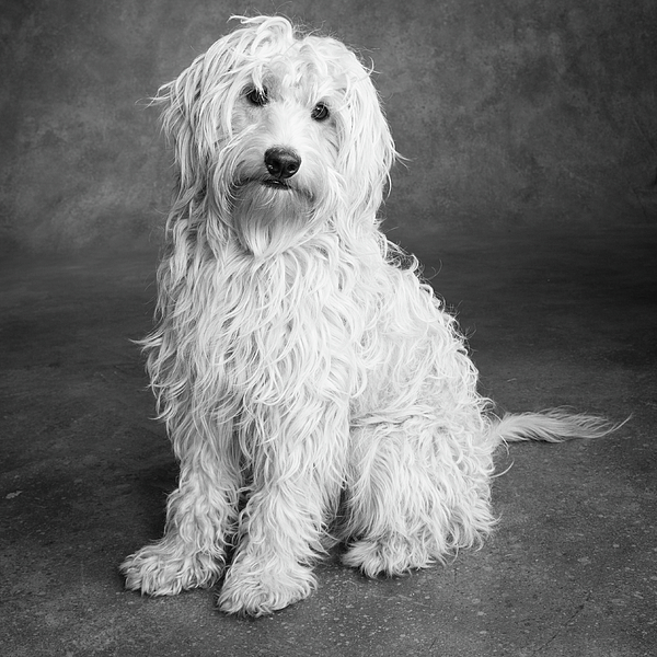 Golden Doodle Dog - Jigsaw Puzzle