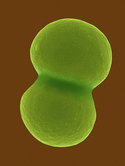 Staphylococcus Aureus Greeting Card By Dennis Kunkel Microscopy Science