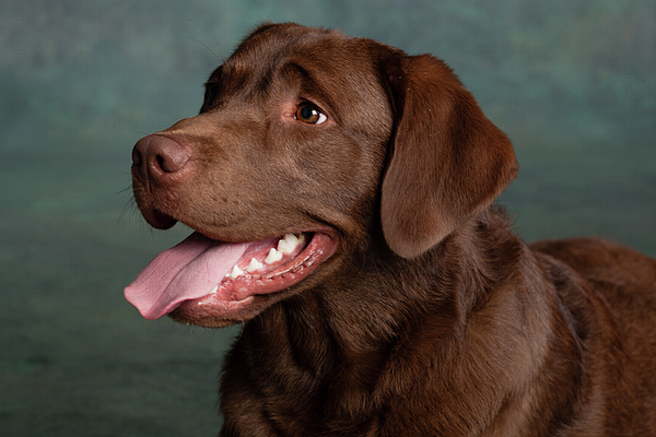 chocolate lab puzzles