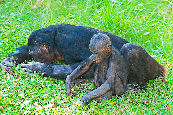 Bonobo Mother And Baby T Shirt by Millard H. Sharp Fine Art America