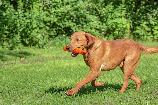 Fox Red Labrador Retriever Sticker By Linda Arndt Fine Art America