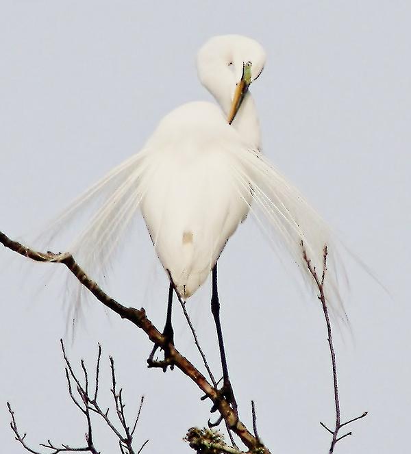 Framed Egret Photograph Print, signed offers Paulette Thomas, Matted, Bird Art